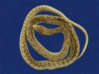 藏品(花浪蛇)的圖片